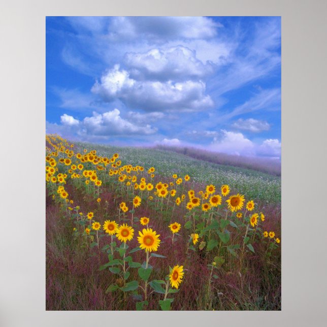 Poster Sunflower hill,poster (Frente)