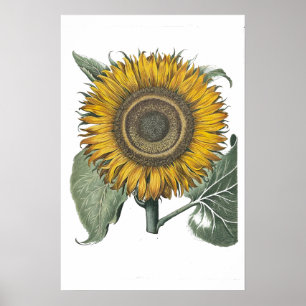 Poster Sunflower Hortus Eystettensis , 1713 Small