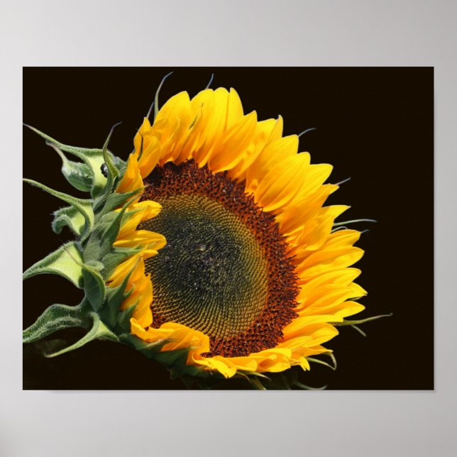 Poster Sunflower In Sunshine (Frente)