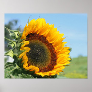 Pôster Sunflower In Sunshine