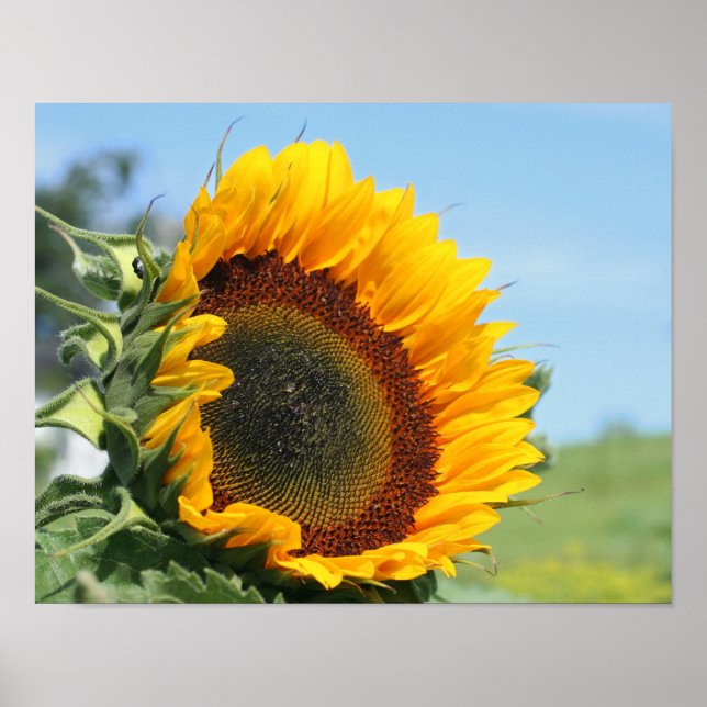 Pôster Sunflower In Sunshine (Frente)