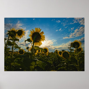 Poster Sunflower Morning