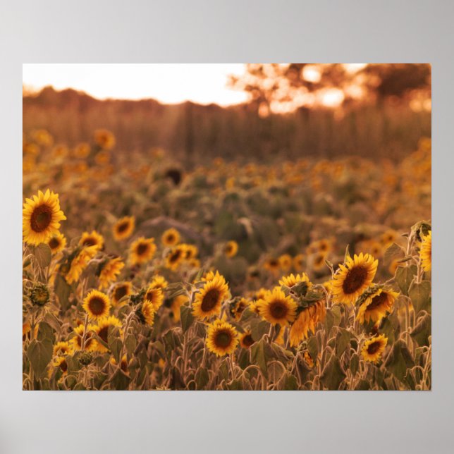 Poster Sunflower Sunset in a Rural Field Color 16x20  (Frente)