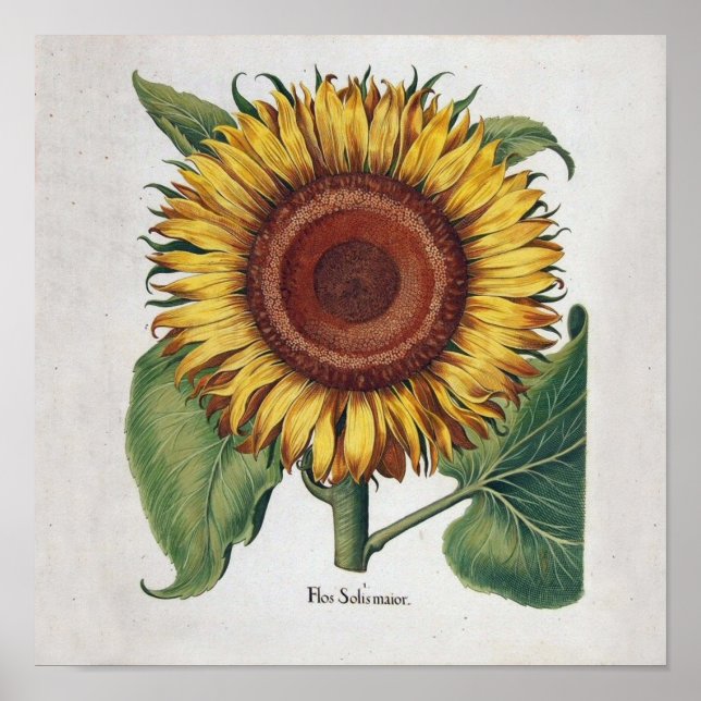 Poster Sunflower Vintage Damask Wallpaper Collage (Frente)