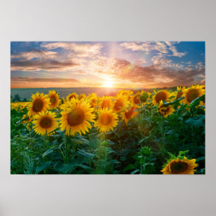 Poster Sunflowers at Sunset