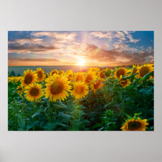 Poster Sunflowers at Sunset