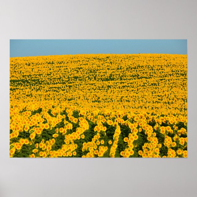 Pôster Sunflowers Galore (Frente)