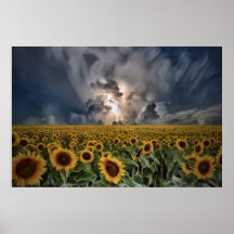 Sunflowers In A Storm