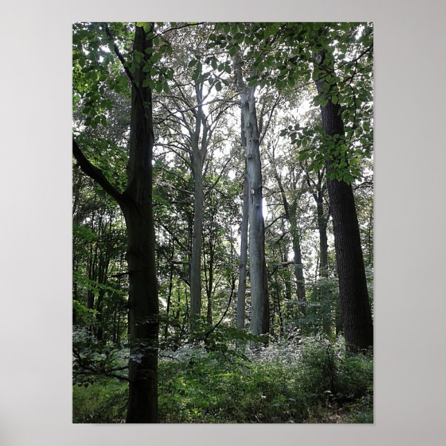 Poster Sunlight in the Woods (Frente)