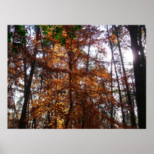 Pôster Sunlight Through Fall Tree (Ponta de Sol por Queda