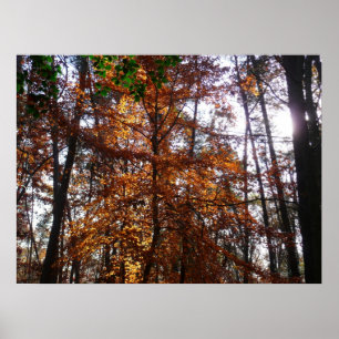 Pôster Sunlight Through Fall Tree (Ponta de Sol por Queda