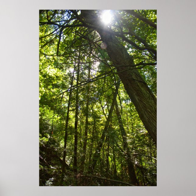 Poster Sunlight Through the Forest Canopy (Frente)