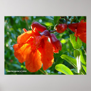 Poster Sunlit Pomegranate Flower