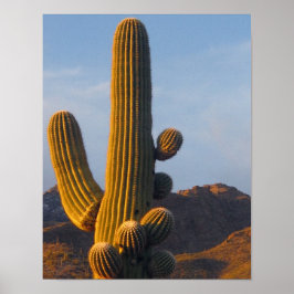 Poster Sunlit Saguaro Cactus