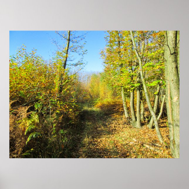 Poster Sunlit Woods no outono - Personalizado (Frente)