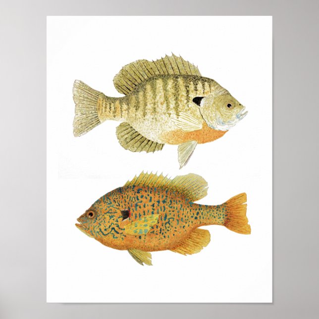 Poster Sunnies- Bluegill & PumpkinSeed (Frente)