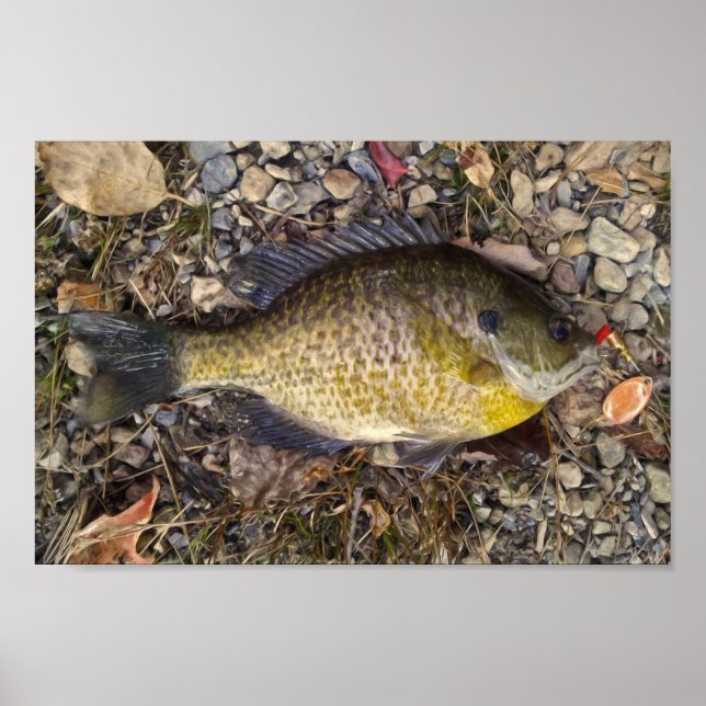 Pôster Sunny (Frente)