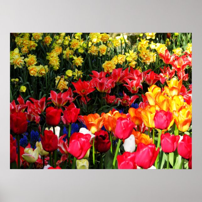 Pôster Sunny Garden (Frente)