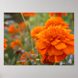 Poster Sunny Marigold