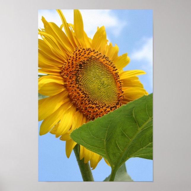 Poster Sunny Sunflower (Frente)