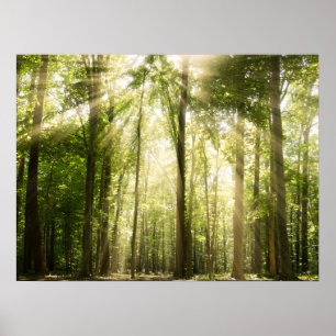 Poster Sunrays através das copas de árvore