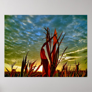 Poster Sunrise em Cornfield