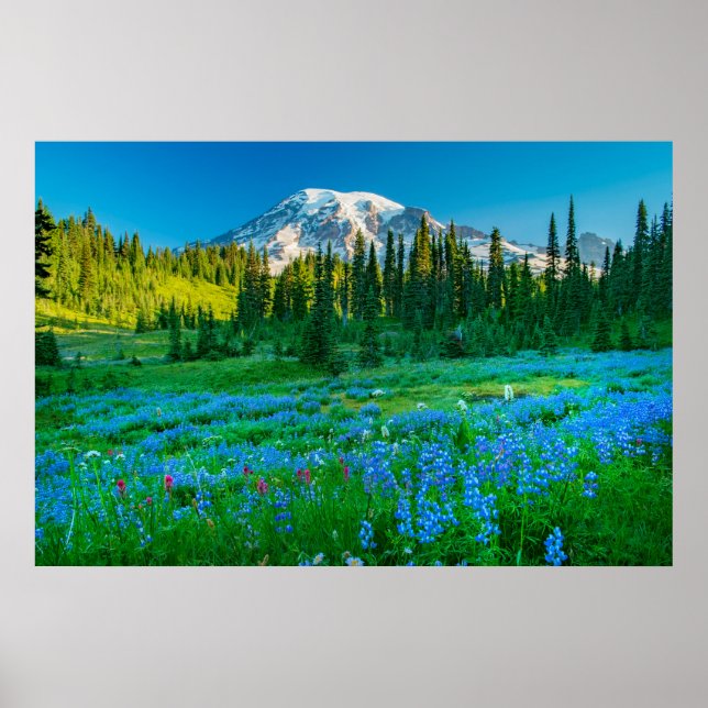 Poster Sunrise Lupine e Monte Rainer (Frente)
