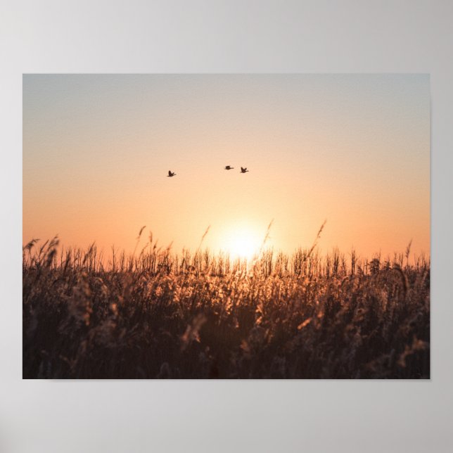 Poster Sunrise Reed Nature Foto (Frente)