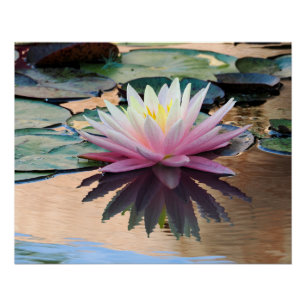 Pôster Sunrise Water Lily