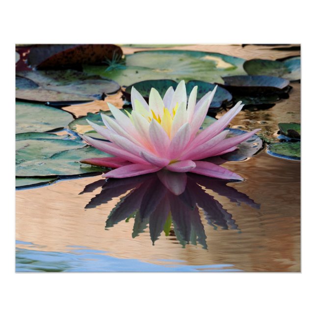 Pôster Sunrise Water Lily (Frente)