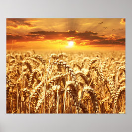 Poster Sunset and Wheat Field