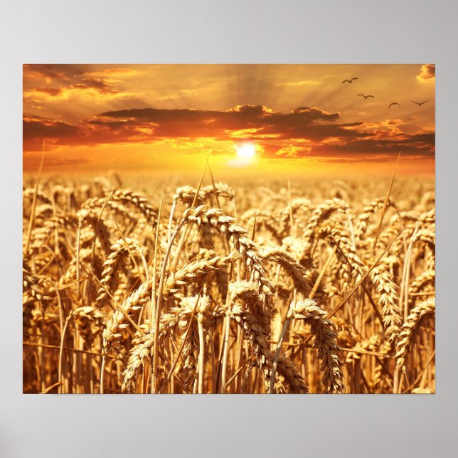 Poster Sunset and Wheat Field (Frente)