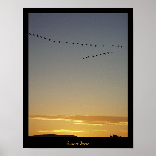 Poster Sunset Geese (Frente)