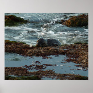 Pôster Sunset Lit Harbor Seal I em San Diego