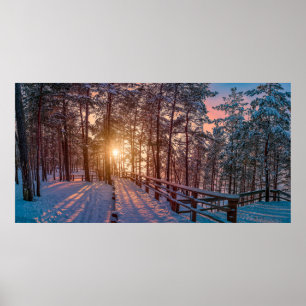 Poster Sunset na floresta de pinheiros com neve com raio 