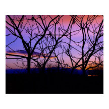 Sunset Puro Incrível com Silhuetas de Árvore