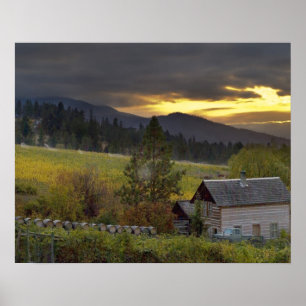 Poster Sunset sky over vineyards and historic log cabin