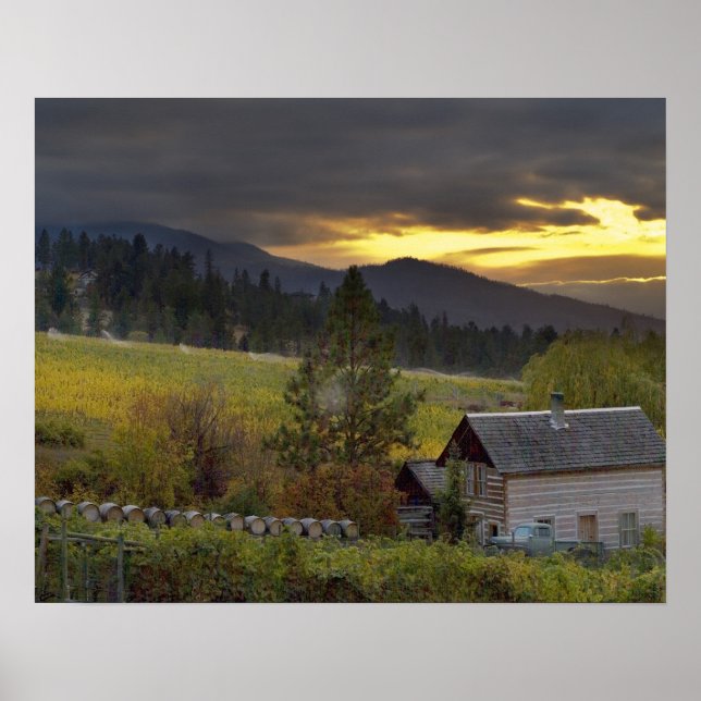 Poster Sunset sky over vineyards and historic log cabin (Frente)