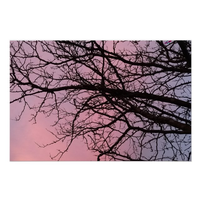 Pôster Sunset Tree Branches Photograph Planetm13 (Frente)