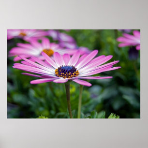 Poster Sunshine de Verão