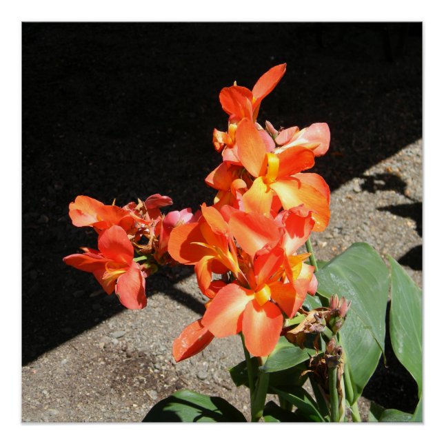 Pôster Sunshine Love... (Frente)