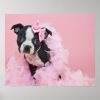 Super Bonita Boston Terrier Puppy Vestindo Uma Boa