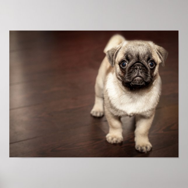 Poster Super Bonito Pug (Frente)