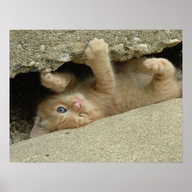 Poster Super Hero Kitty Humor (Frente)