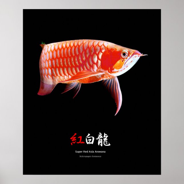 Poster Super Red Arowanaの ポ ス タ ー,01 (Frente)