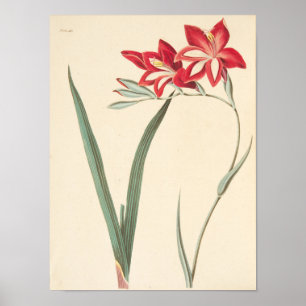 Poster Superb Corn-Flag