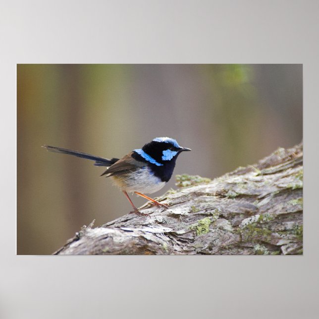 Poster Superb Fairy-wren (Frente)