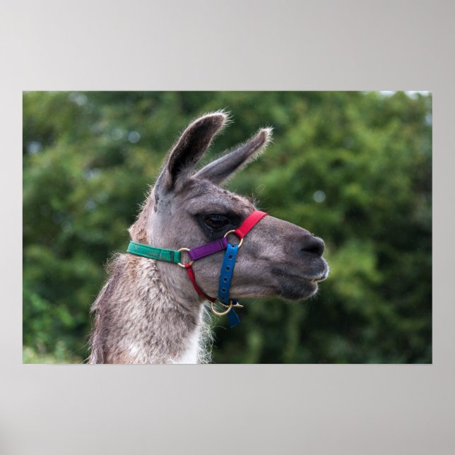 Poster Superioridade de Llama (Frente)