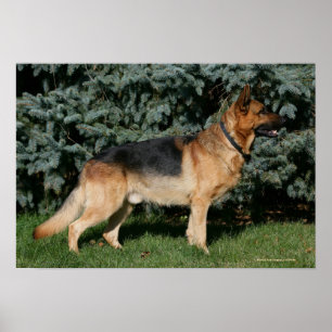 Pôster Suporte da mostra do german shepherd