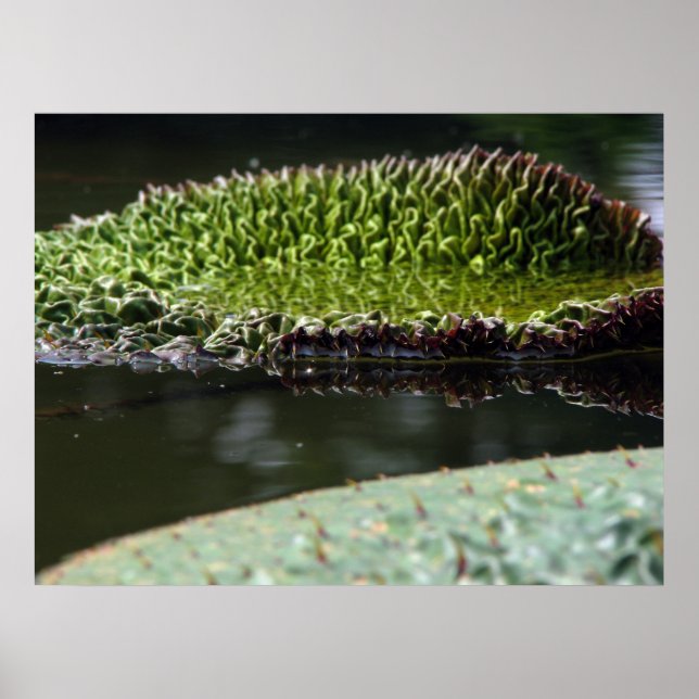 Pôster Suporte em crescimento (Frente)